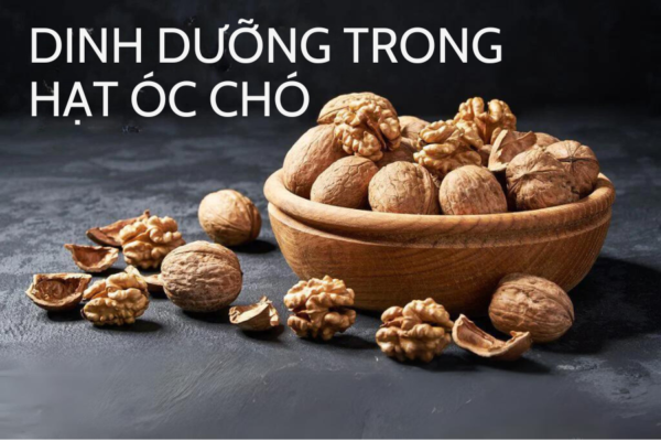 dinh-duong-trong-hat-oc-cho