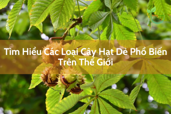 Các Loại Cây Hạt Dẻ