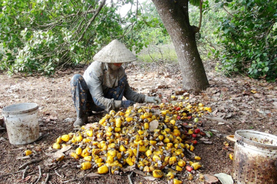 100g hat dieu bao nhieu calo